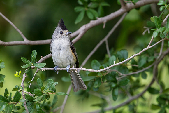 Black-crested titmouse KAC8062