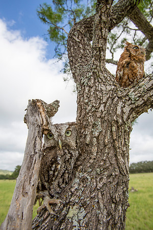 Eastern screech-owl KAC7677