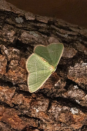 Moth Species KAC0944