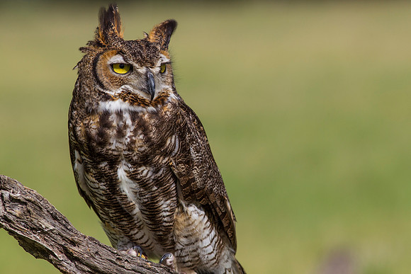 Great horned owl KAC7418