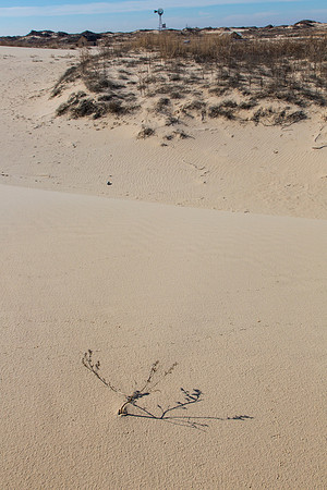 2 Monahans Sandhills State Park KAC5357