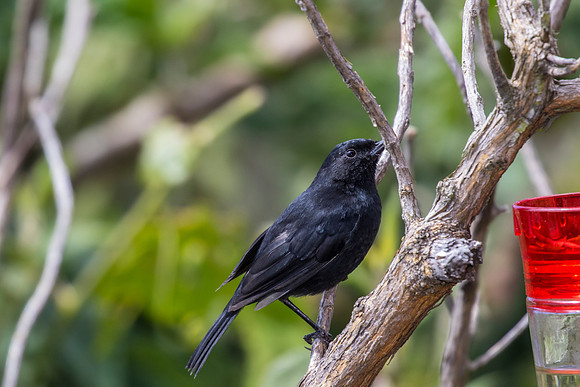 Black flowerpiercer KAC8796