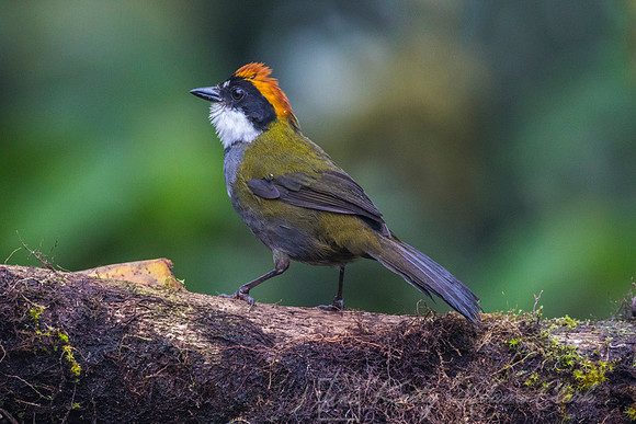 Chestnut-capped Brush-Finch KAC0079