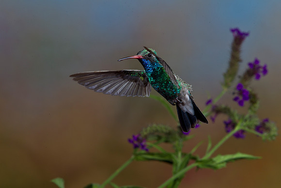 Broad-billed Hummingbird KAC2605