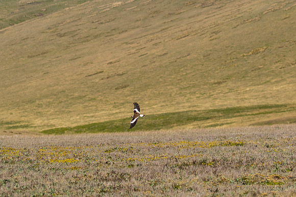 Andean lapwing KAC8690