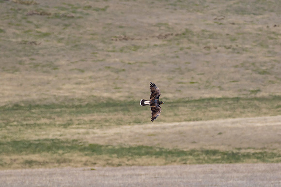 Carunculated caracara KAC8568