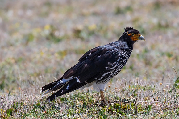 Carunculated caracara KAC8603