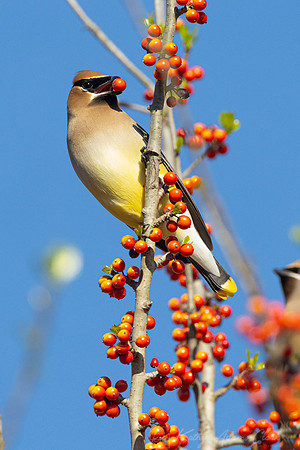 Cedar waxwing KAC1923