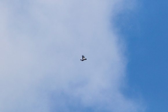 Andean Condor KAC8327
