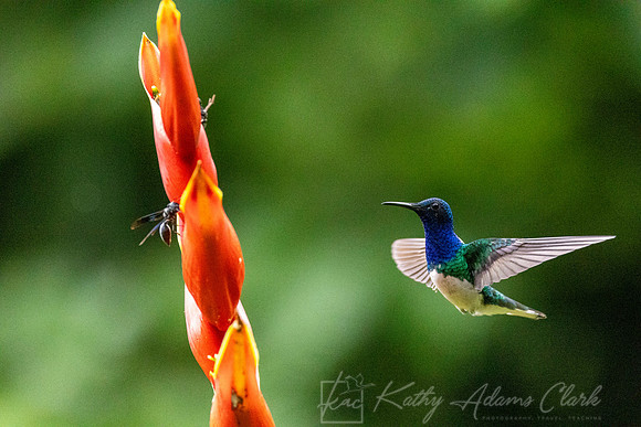 White-necked jacobin KAC4382