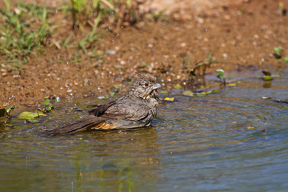 Canyon Towhee KAC1823