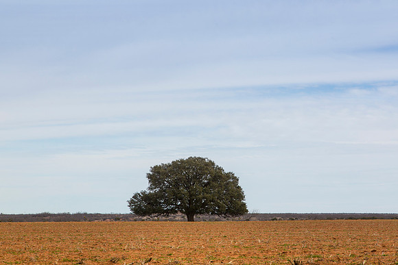 7 Tree in a field KAC8566