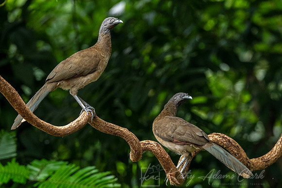 Gray-headed chachalaca KAC5199
