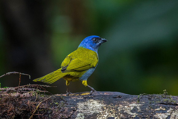 Blue-capped tanager KAC9820