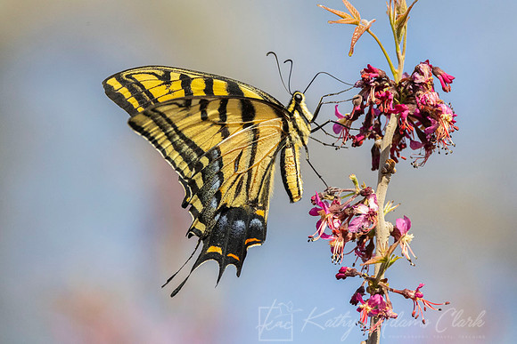 Two-tailed swallowtail KAC2595