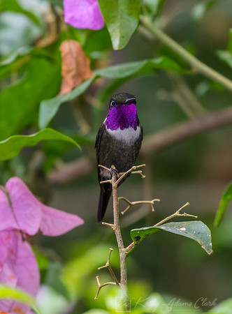 Purple-throated woodstar KAC9518