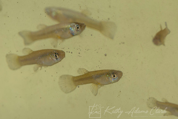Minnows guppies KAC9697