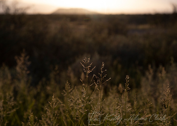 Grasses Backlit Big Bend KAC0563