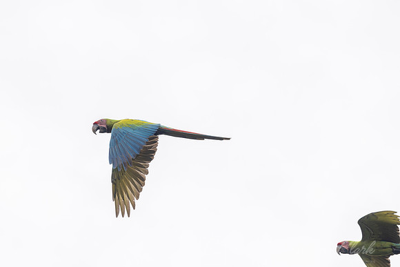 Great green macaw KAC5751