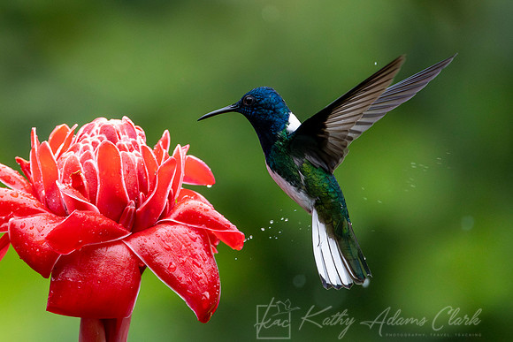 White-necked jacobin KAC5536-Enhanced-NR