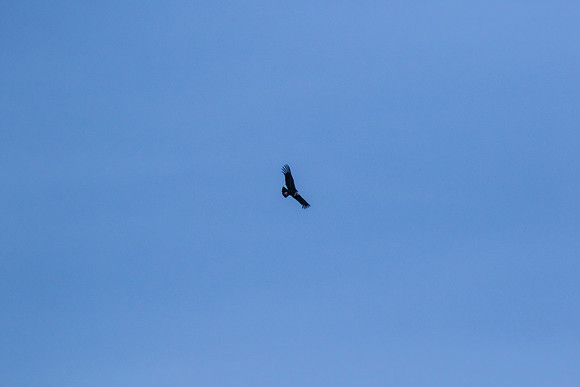 Andean Condor KAC8317