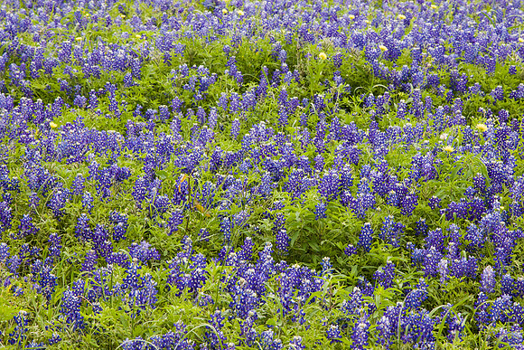 8 Bluebonnet blooms KAC40756