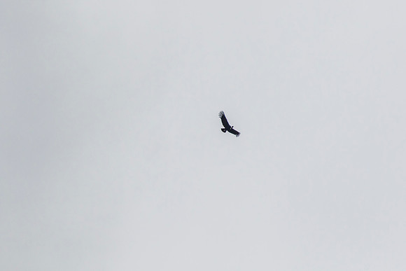 Andean Condor KAC8331