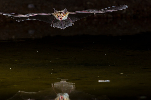 Pallid Bat KAC0087