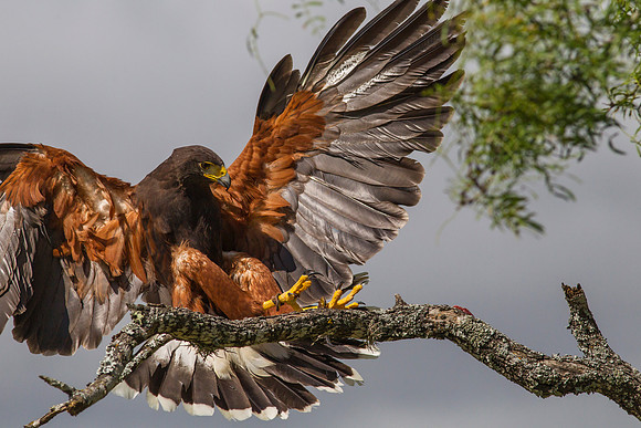 Harris's hawk KAC7577