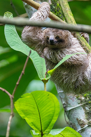 Three-toed sloth KAC3837