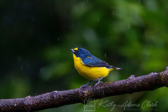 Yellow-throated euphonia KAC3690-Enhanced-NR