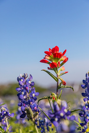 Indian Paintbrush KAC0768