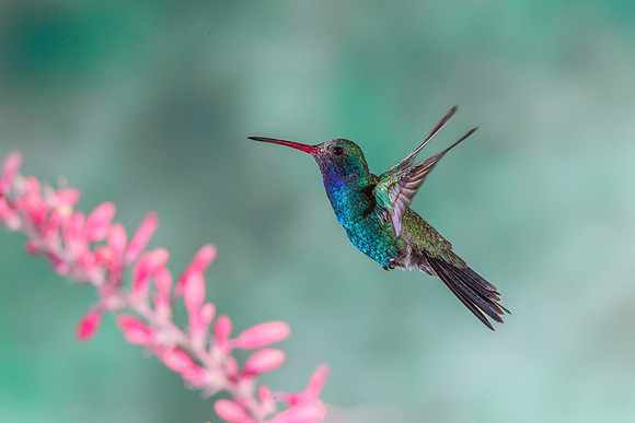 Broad-billed hummingbird KAC8793