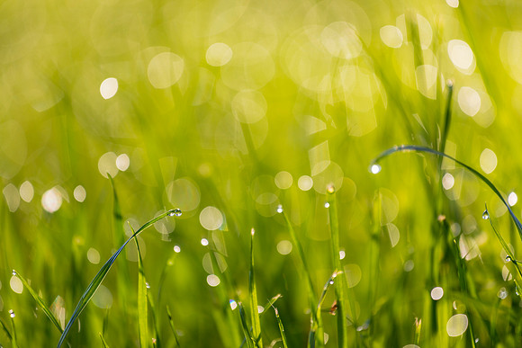 Grass Morning Spring KAC0580