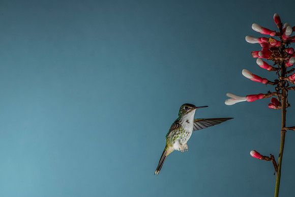 Booted racket-tail hummingbird KAC0472