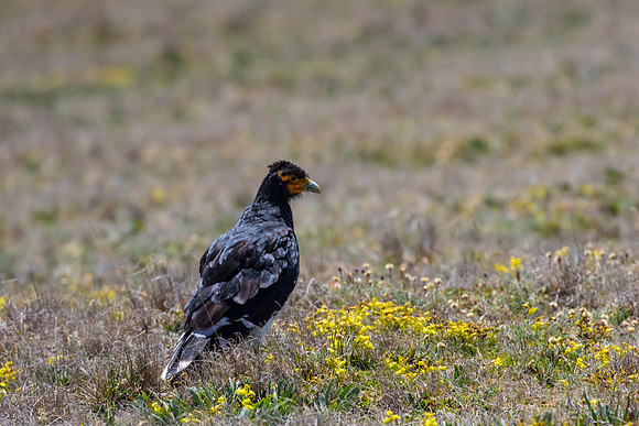 Carunculated caracara KAC8586