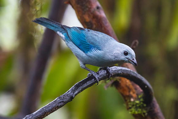 Blue-gray tanager KAC9381