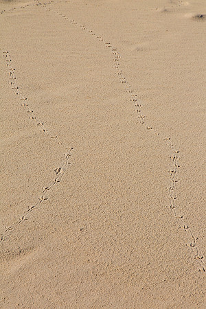 2 Monahans Sandhills State Park KAC5362