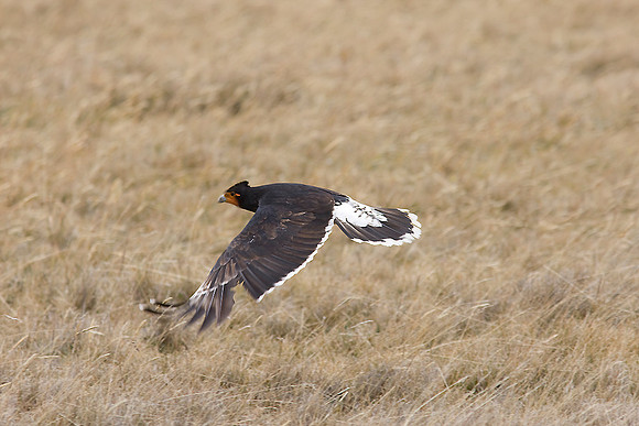 carunculated caracara KAC0014