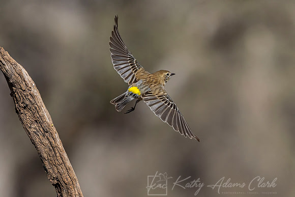 Yellow-rumped warbler KAC1892