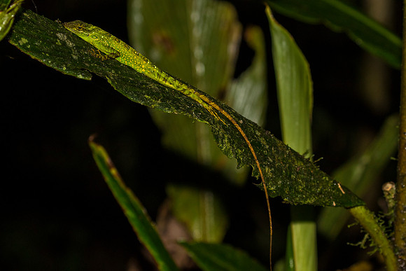 Equatorial Anole KAC0478