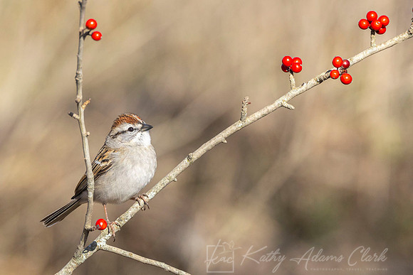 Chipping sparrow KAC1576