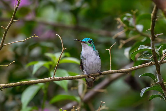 Andean emerald hummingbird KAC0887