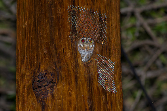 Elf owl KAC8621