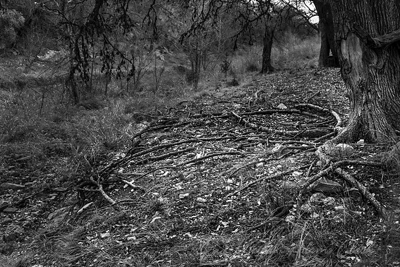 Tree roots winter KAC9814