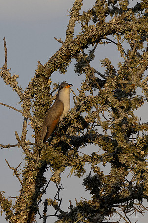 Yellow-billed cuckoo KAC7713