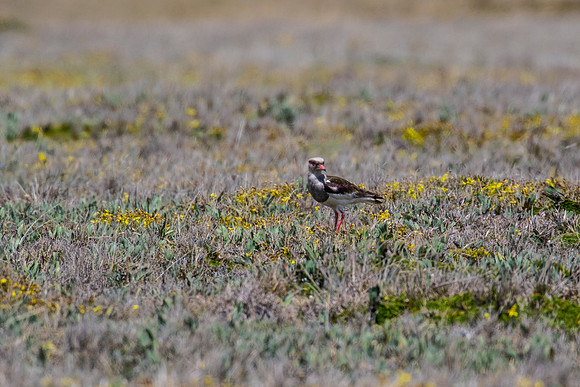 Andean lapwing KAC8692