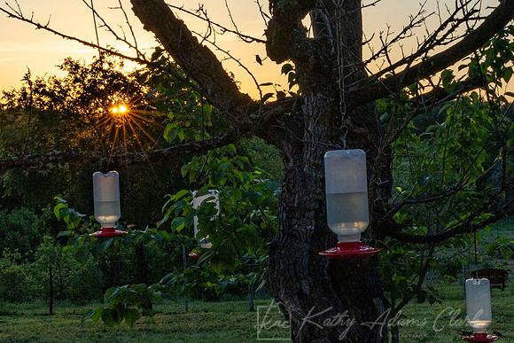 Sunrise Hummingbird feeders KAC1321