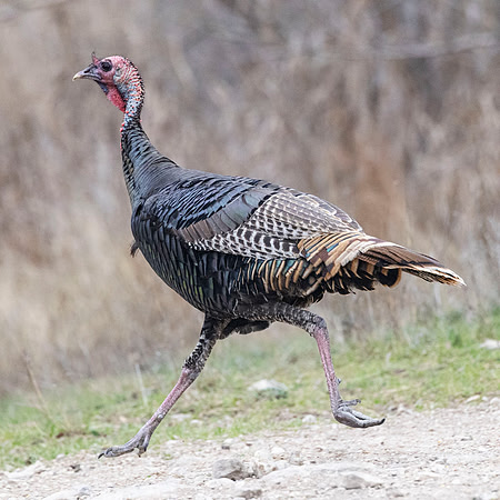 Wild Turkey KAC0949