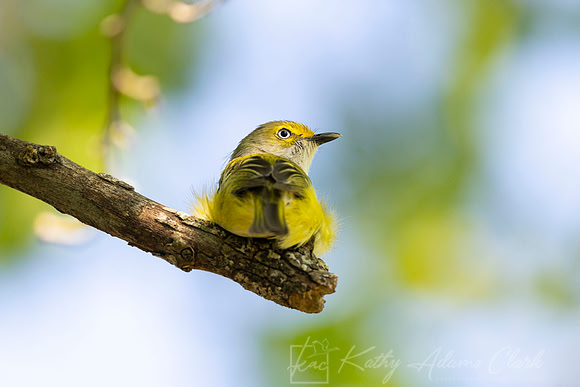 White-eyed vireo KAC6513